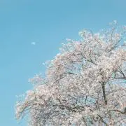 yy