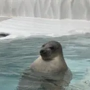 ビアンカ　ホリキリ