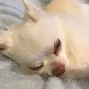 りゅりゅの画像