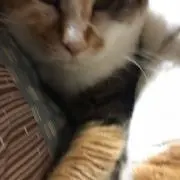 し