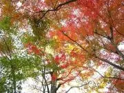 ぱるての画像