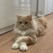 アーモンドカイの画像