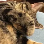 みかんと林檎