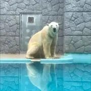 しろくま