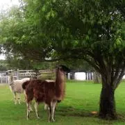 ちゃびんの画像