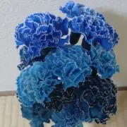 ゆうの画像