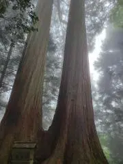 RURUの画像