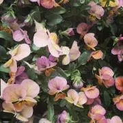 maruuuの画像