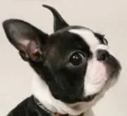 ハナボの画像