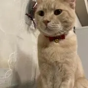 himiの画像