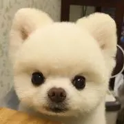 ひな