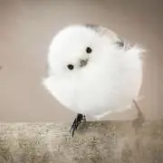 atonoの画像