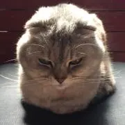 りぃ☆の画像
