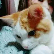 な