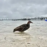 浪の画像