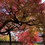 モモ⭐︎の画像