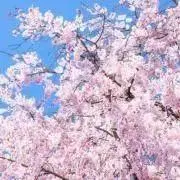さくら　引越し断捨離中の画像