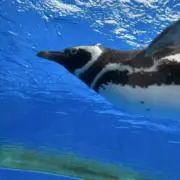 ずなの画像