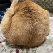 ぷーきーの画像