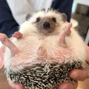 kの画像