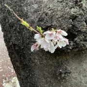 ぱんだの画像