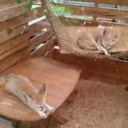まりもの画像