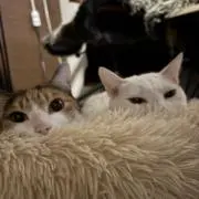goriの画像