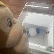 たぬこの画像