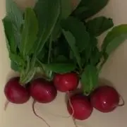 ラディッシュの画像