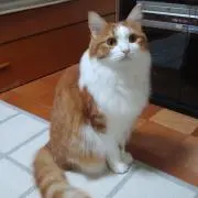 やべべの画像