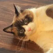 Tomoショップの画像