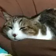 りんこの画像