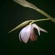 YEZOSHIKASの画像
