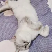 ねこミントの画像