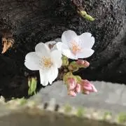 のこの画像