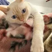 だけさんの画像