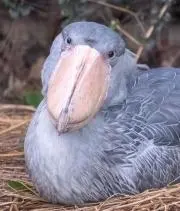 shinobillの画像
