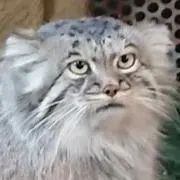 cat-chiroの画像