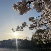 横顔ごりらの画像
