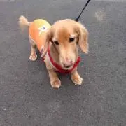 ピキ