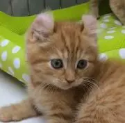 mono＊の画像