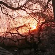 がる坊の画像