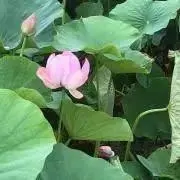 38の画像