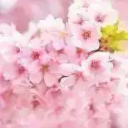 SHEEの画像