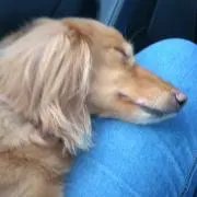アイビーの画像