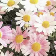MoKEIの画像