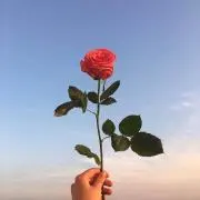 Sの画像