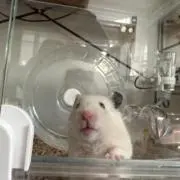 ぽんの画像