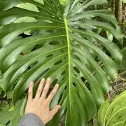 南国の山ちゃんの画像