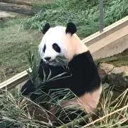 FKSの画像